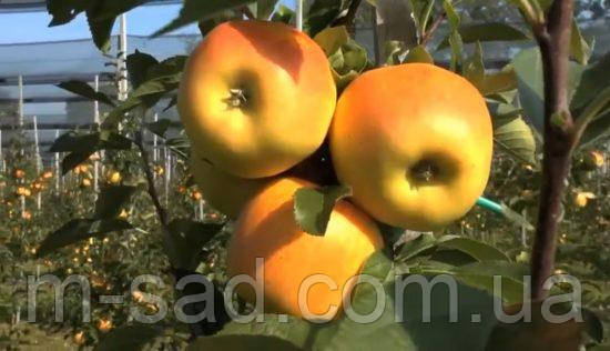 Яблуня "Опал" 2 літня (імунний сорт, швидкоплідна)