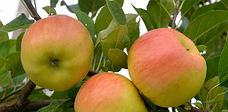 Яблуня "Опал" 2 літня (імунний сорт, швидкоплідна), фото 2