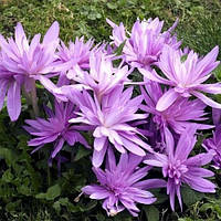 Колхікум (Бізчасник, Позднецвіт) Waterlily цибулини