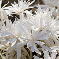 Колхікум (Бізчасник, Позднецвіт) Alboplenum цибулини