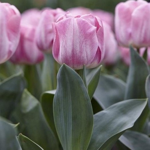 Тюльпан Тріумф Cleveland цибулини 11/12, фото 1