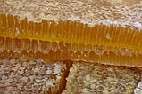 Мед у стільниках (липа з різнотрав'ям), 1 кг, фото 3