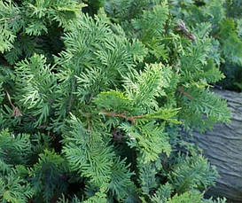 Туя західна Spiralis 4 річна, Туя західна Спиралис, Thuja occidentalis Spiralis, фото 5