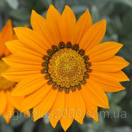 Насіння Газанія (гацанія) Фрості Кісс F1 Помаранчева 100 насінин Syngenta, фото 1