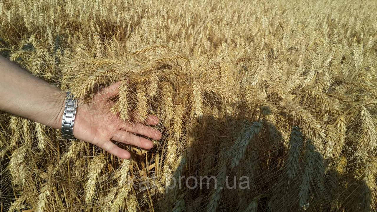Пшениця озима Шестопаловка 1-Р