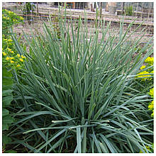 Молінія блакитна/Molinia caerulea (контейнер 0,5л)