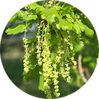 Изображение цветка капель Баха №22 Oak (Дуб обыкновенный) Изображение Oak