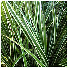 Осока Моррова Айс денс (контейнер 1л)