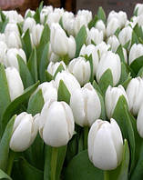 Тюльпан 2 шт Тріумф Royal Virgin (цибулини 10/11)