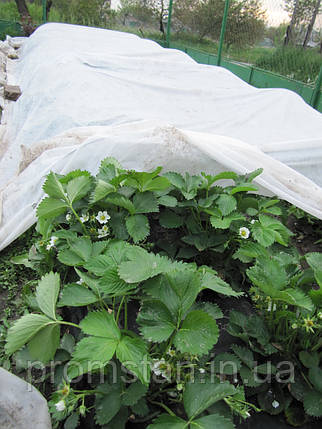 Біле агроволокно Greentex P-23 1,6*100 м, фото 2