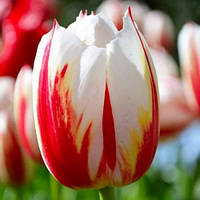 Тюльпан 2 шт Тріумф Happy Generation (луковиці 10/11)