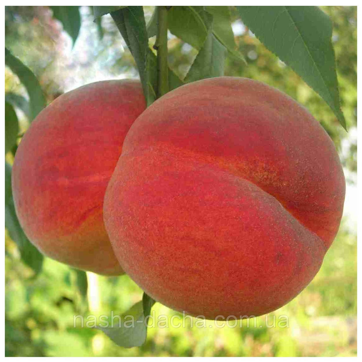 Персик Канадиан Хармоні (пізній)