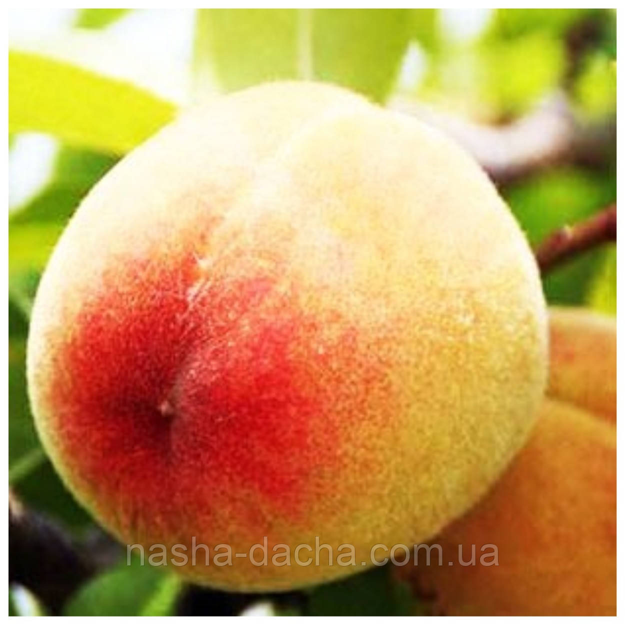 Персик Веллінг (середньо-пізній)