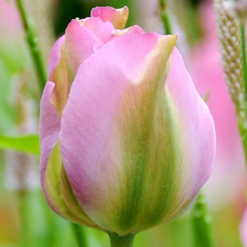 Тюльпан 2 шт Віридифлора Groenland цибулини, фото 1