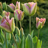 Тюльпан 2 шт Віридифлора Groenland цибулини, фото 2