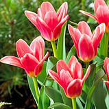 Тюльпан Кауфмана Fashion (луковиці 10/11), фото 2