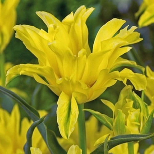 Тюльпан Лілієподібний Yellow Spider (луковиці 10/11)