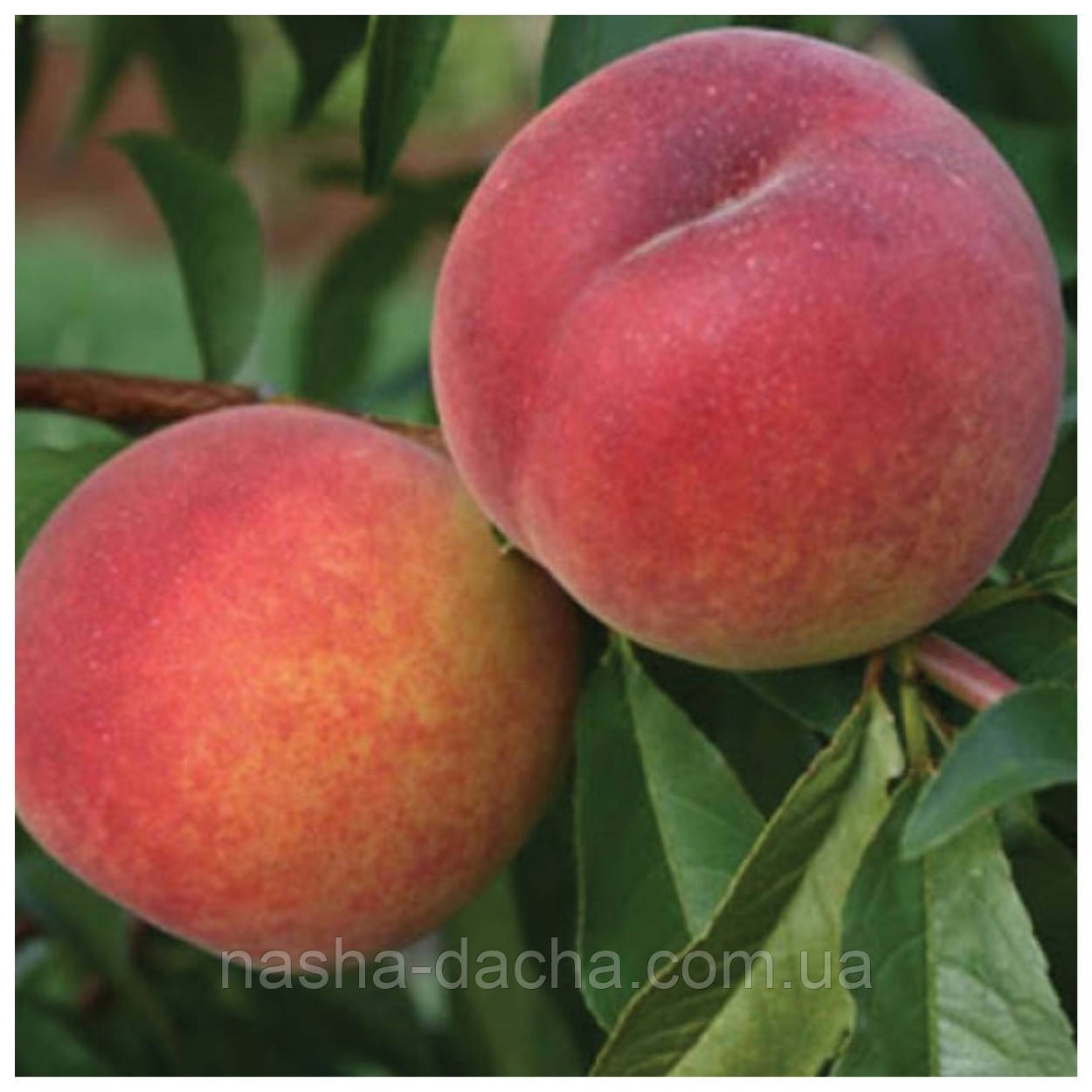 Персик Харнас (ранній)