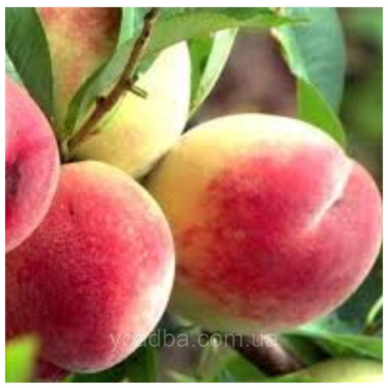 Персик Сонячний (середньостиглий), фото 1