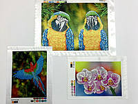 Схемы для вышивки бисером"Красочные попугаи и орхидея"- набор из 3-х картин