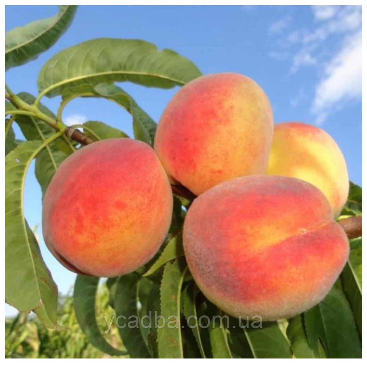 Персик Колинз (ранньо-середній), фото 1
