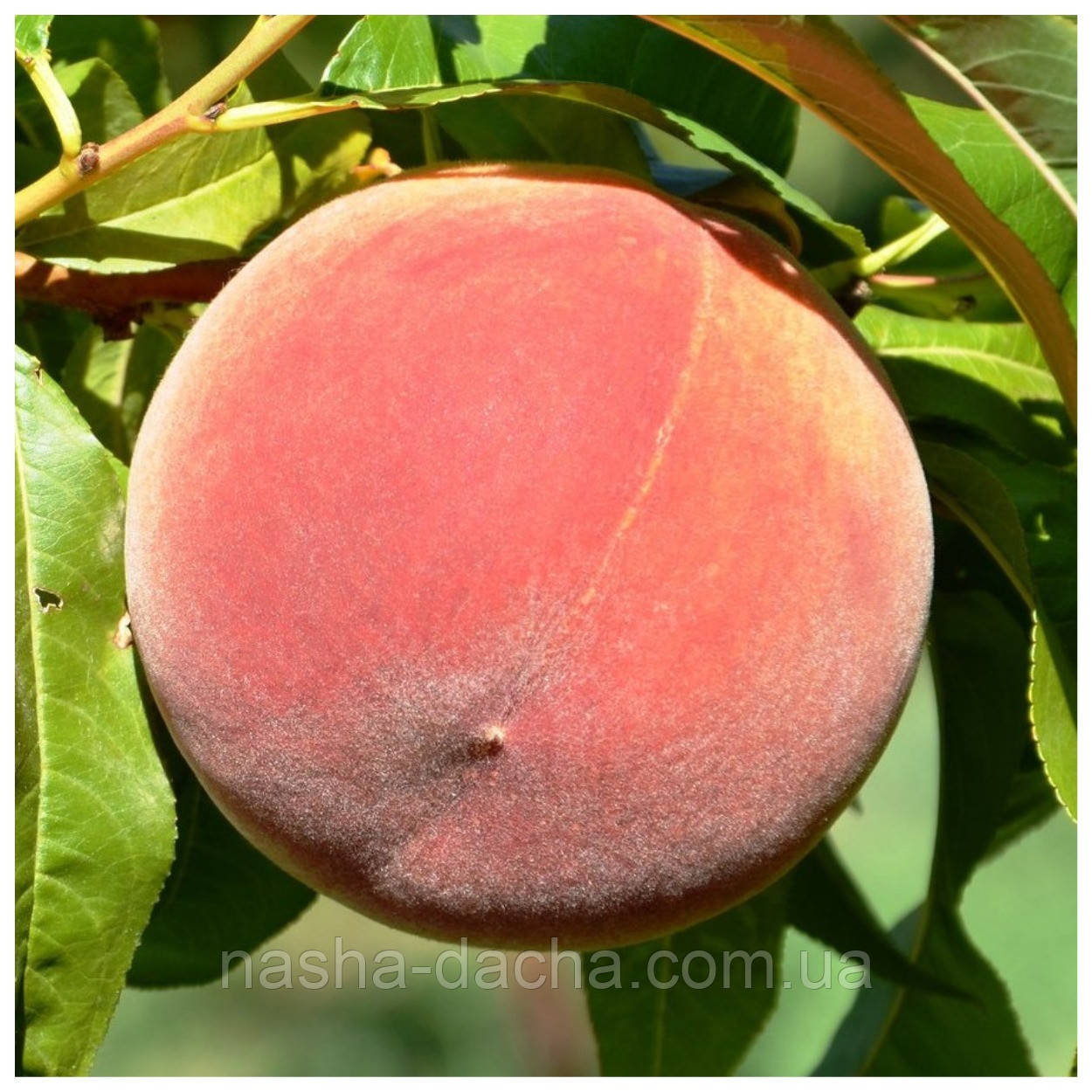 Персик Фрост (пізній)