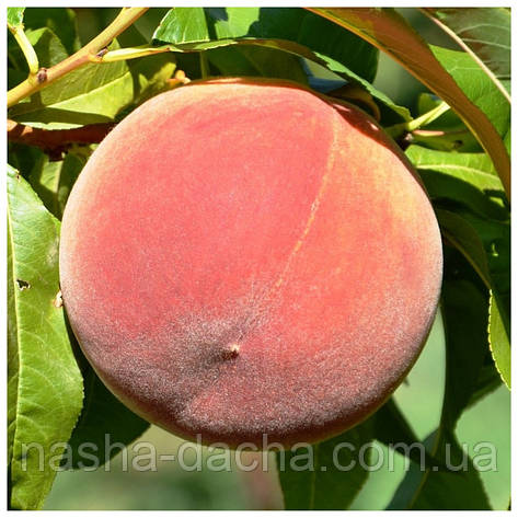 Персик Фрост (пізній), фото 1