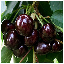 Черешня Наполеон (середня)
