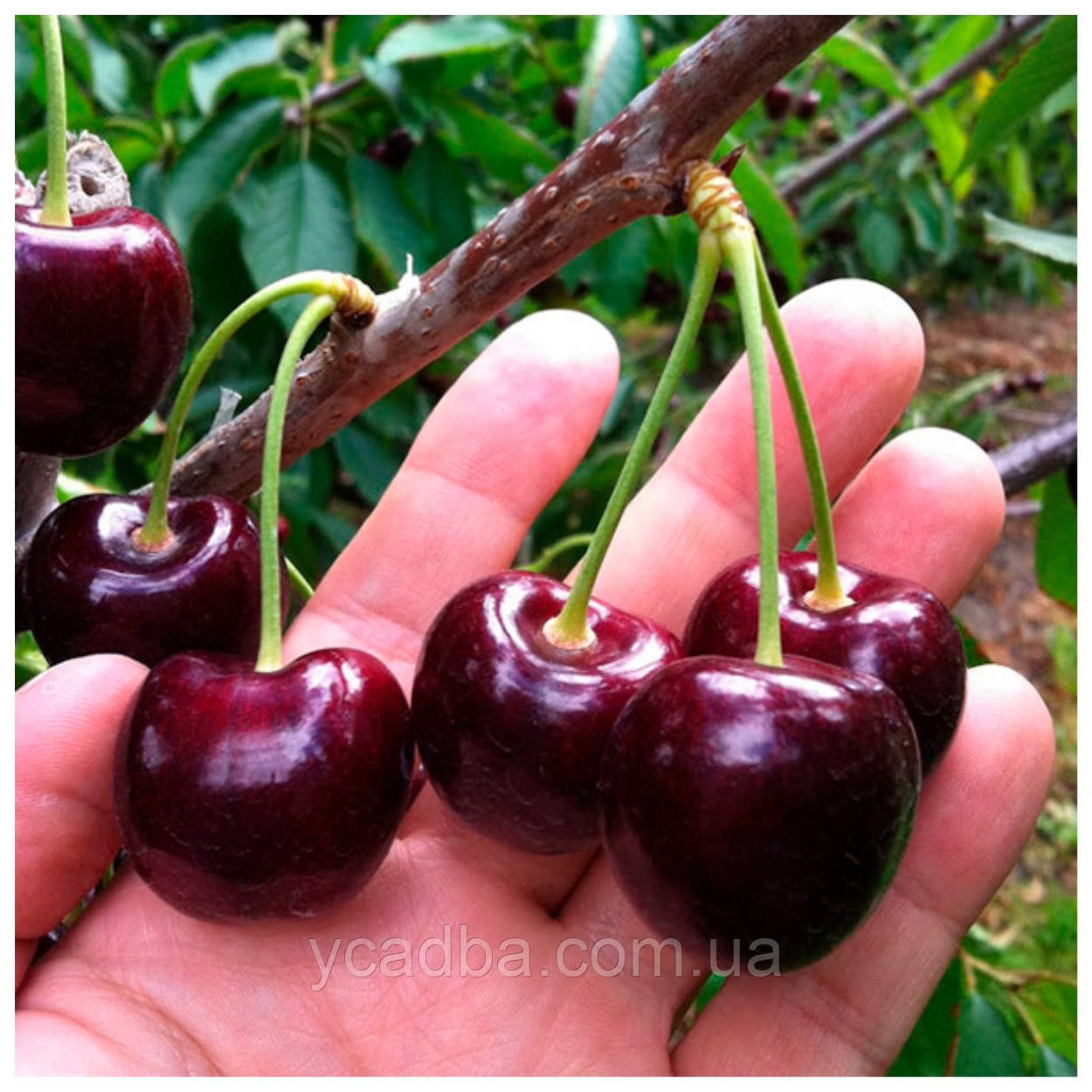 Черешня Тамара (середньо-пізня), фото 1