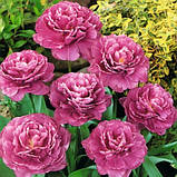 Тюльпан 1 шт низькорослий махровий Margarita (цибулини 10/11), фото 2