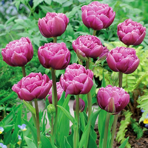 Тюльпан 1 шт низькорослий махровий Margarita (цибулини 10/11), фото 1