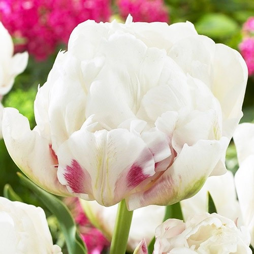 Тюльпан Махровий Ice Wonder (луковиці 10/11), фото 1