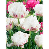Тюльпан Махровий Ice Wonder (луковиці 10/11), фото 2
