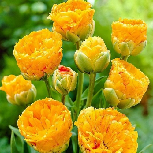 Тюльпан 2 шт Махровий + Багатобарвковий Double Beauty of Apeldoorn цибулини