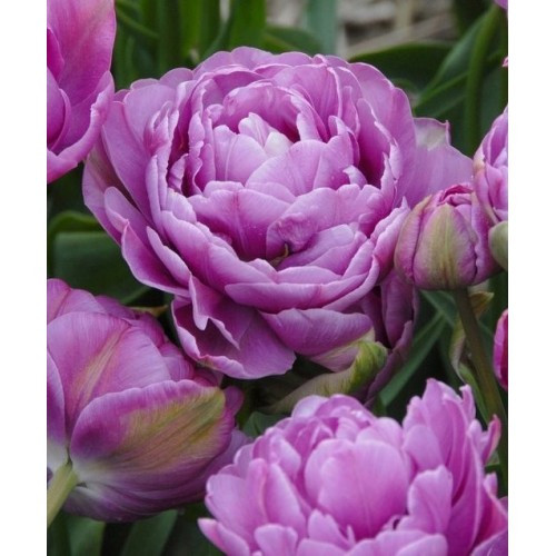Тюльпан Махровый + Многоцветковый Lilac Perfection луковицы - фото 2 - id-p1230291114