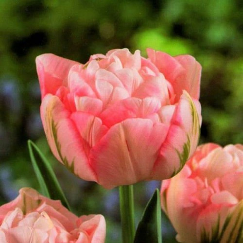 Тюльпан 2 шт Махровий + Багатобарвковий Peach Blossom (цибулини 10/11)