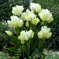 Тюльпан Многоцветковый Rosy Bouquet луковицы 10/11