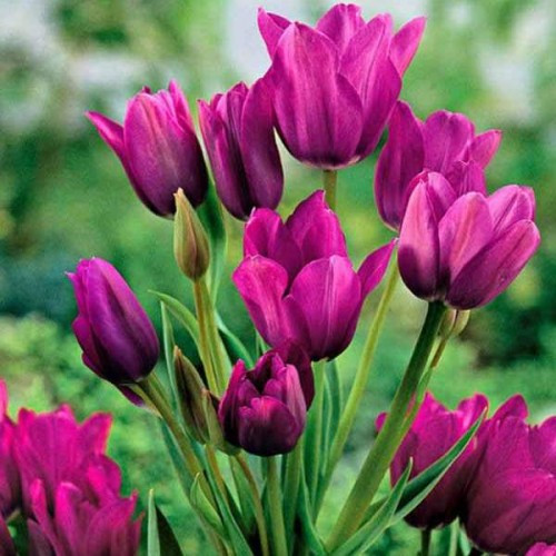 Тюльпан Багатобарвковий Purple Bouquet цибулини 10/11