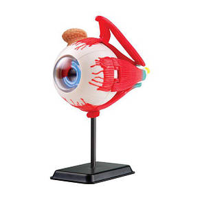 Набір для навчання і НУШ Edu-Toys Модель очного яблука збірна, 14 см (SK007), фото 2