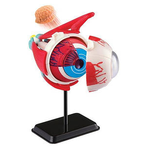 Набір для навчання і НУШ Edu-Toys Модель очного яблука збірна, 14 см (SK007), фото 2