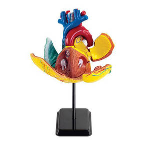 Набір для навчання і НУШ Edu-Toys Модель серця людини збірна, 14 см (SK009), фото 2