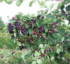 Ірга вільхолиста сорт «Нортлайн», 1 річна, конт. P9