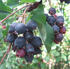 Ірга ольхолистная сорт «Thiessen» 2 річна, конт. 1,5 л