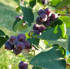 Ірга ольхолистная сорт «Honeywood» 2 річна, конт. 1,5