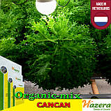 Салат КАНУР/CANCAN від ТМ HAZERA (Нідерланди) проф. пакет 5 грамів, фото 2