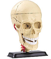 Анатомічна модель збірна Череп людини з мозком і нервами, 9 см Edu-Toys (SK010)