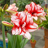 Гіппеаструм (Амариліс)