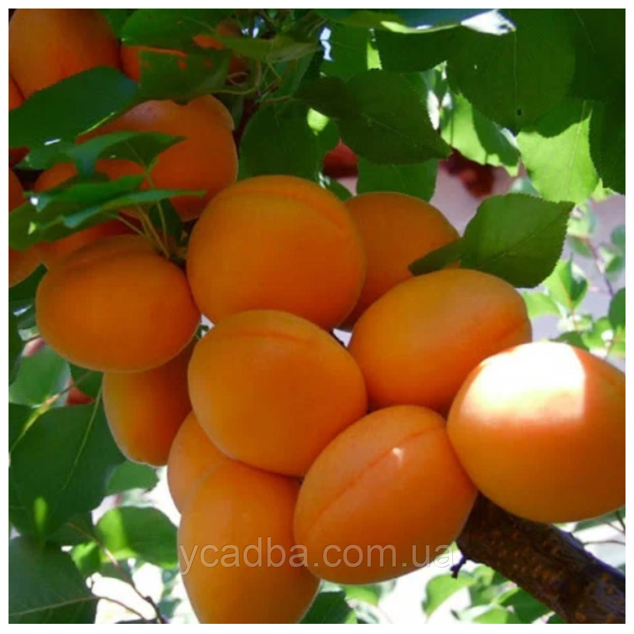 Абрикос Наса (Nаsa) (США) (середньостиглий), фото 1