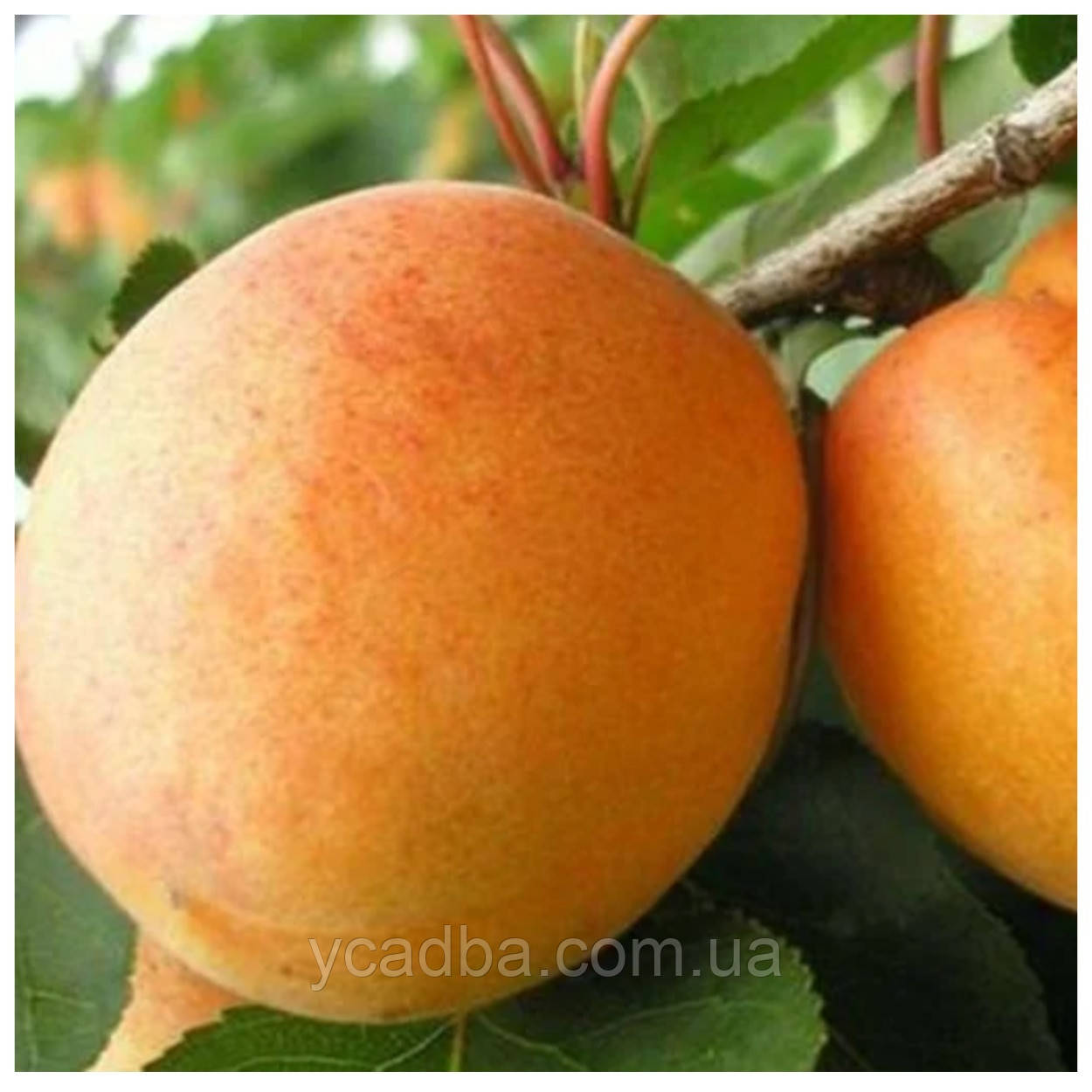 Абрикос Луїза Бланк (ранній)
