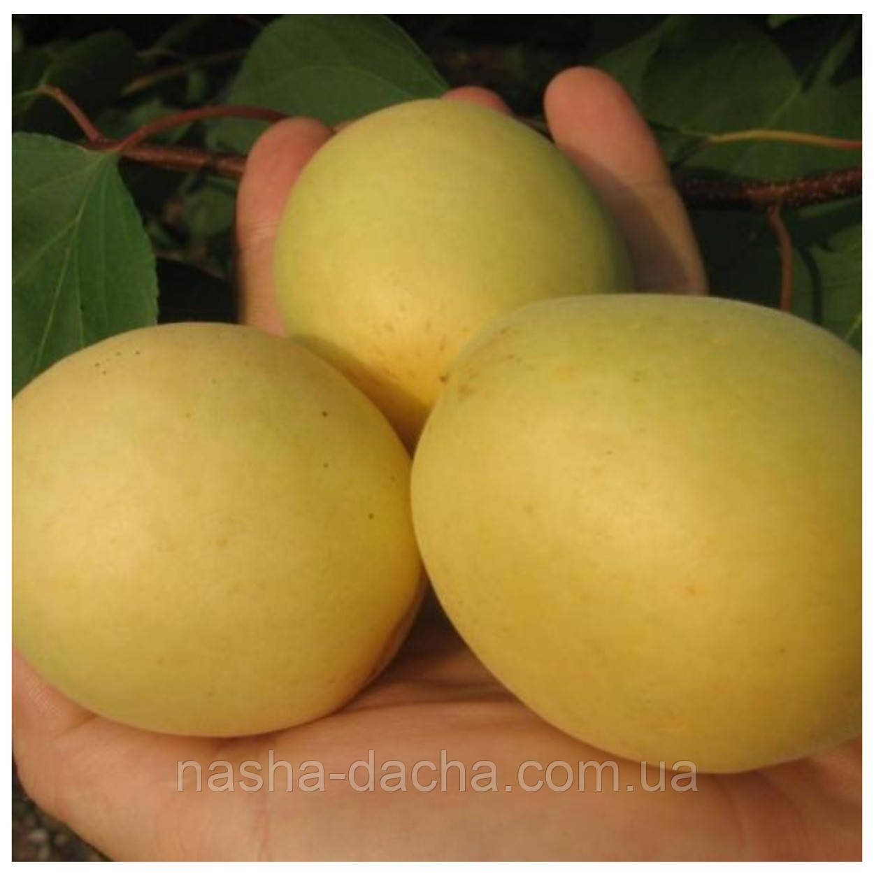 Абрикос аннасний Дима (ранній)